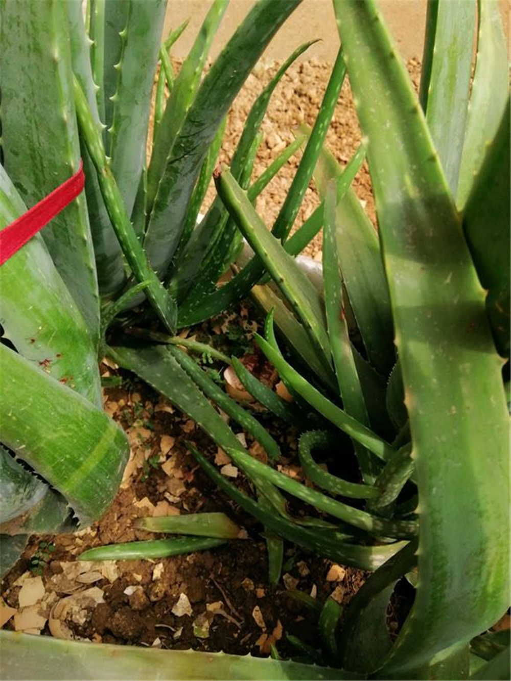 芦荟叶子发黑变软怎么补救,芦荟的叶子发软发黑怎么回事