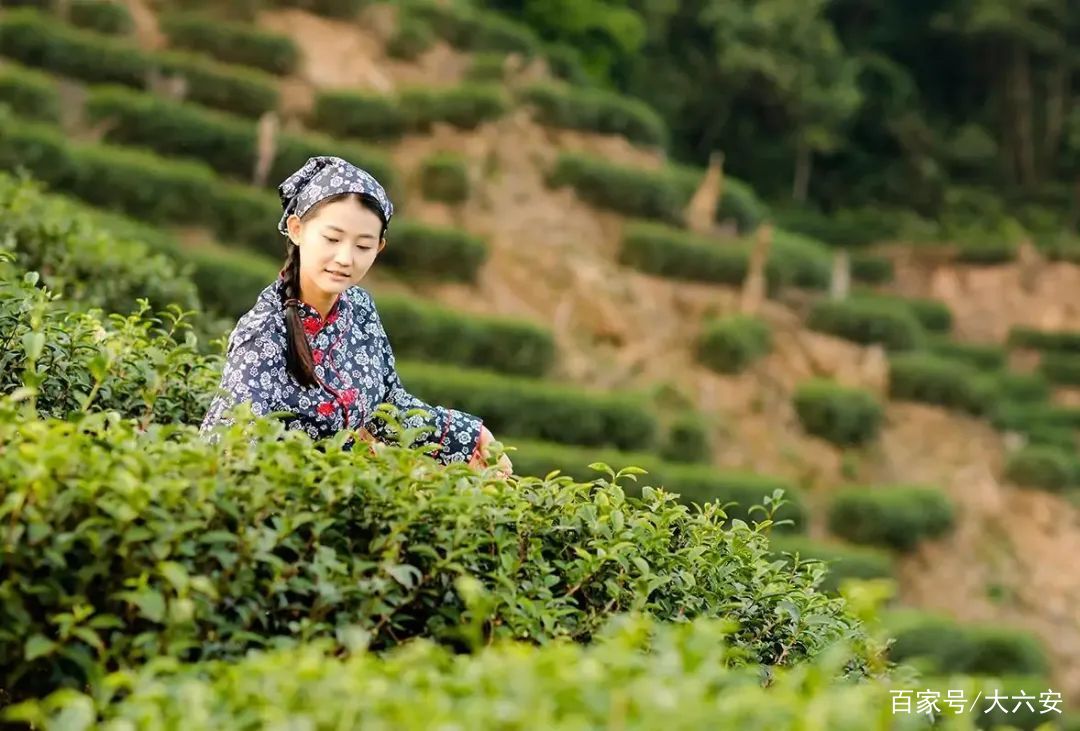 六安瓜片有什么秘诀,六安瓜片有药用价值吗