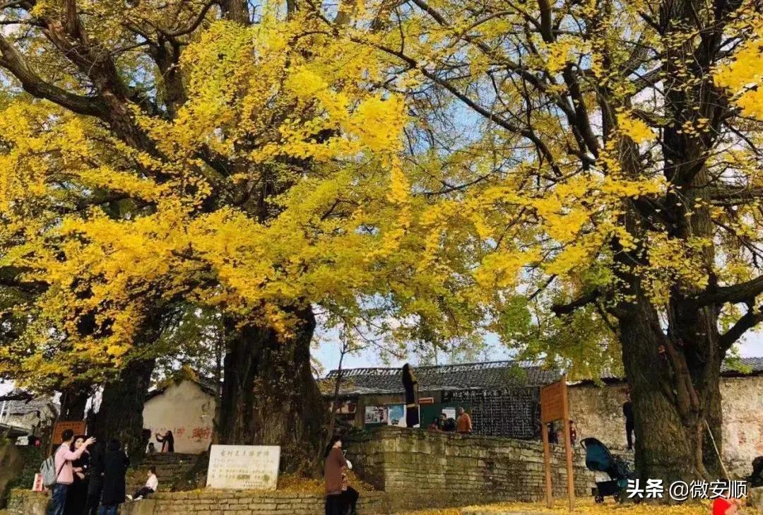 你好！我叫安顺，这是我2021最新简历