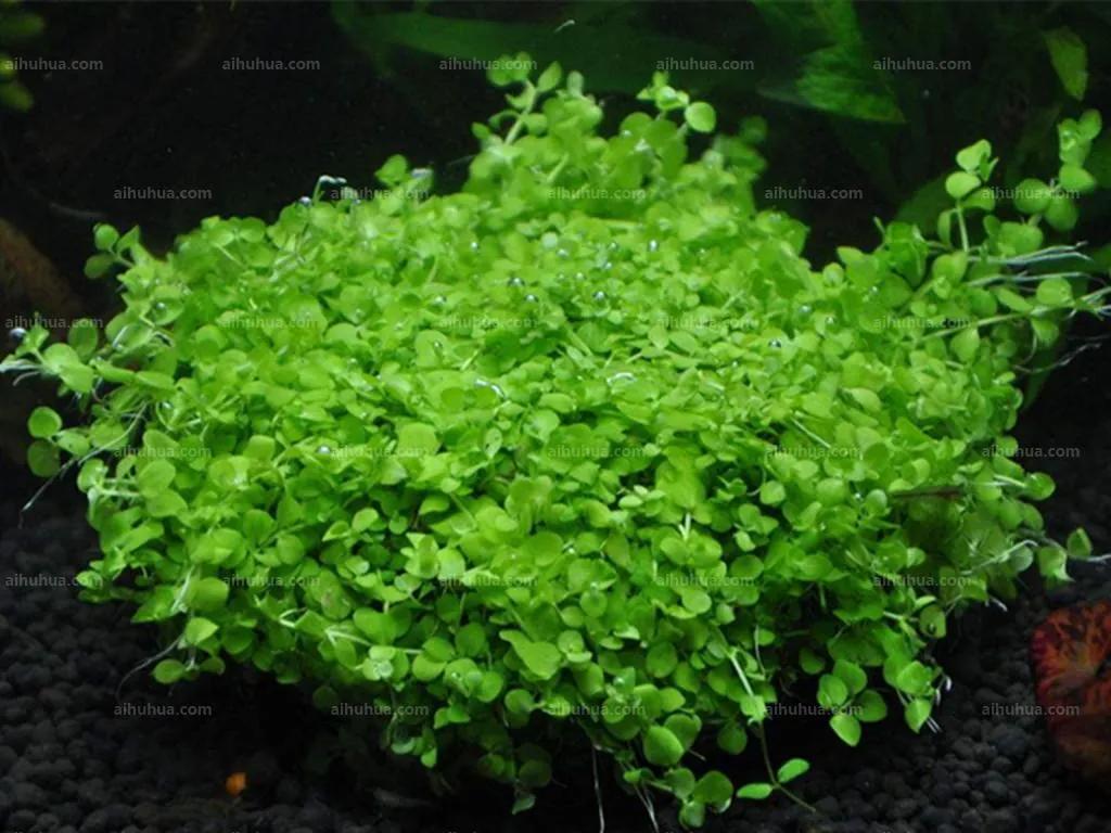 十种动植物名称及特征,动植物植物知识科普大全