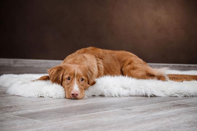 狗狗老是狂奔转圈圈,狗狗急速奔跑后站不稳