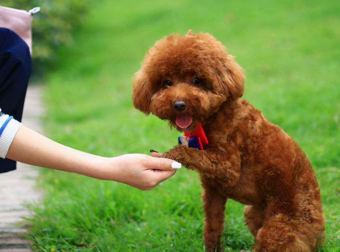 泰迪犬串串毛摸着粗糙是像土狗吗,如何区分泰迪犬纯种还是串