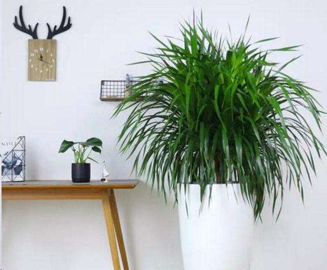 龙血树叶子尖发黄卷曲怎么办,龙血树叶子发黄怎么去解决呢