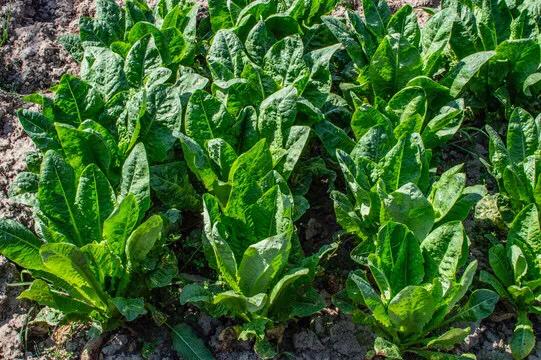 夏季高温病虫害应对措施,高温季用什么药防治蚜虫