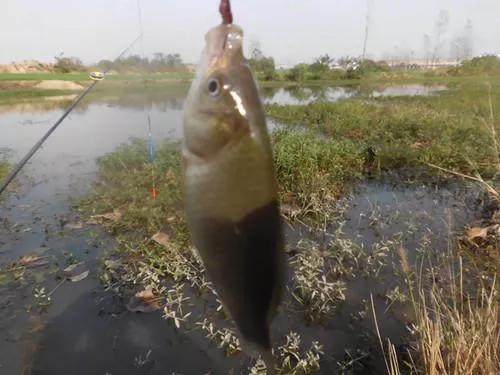 野钓注意事项及时收竿,野钓技巧什么时候起竿