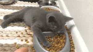 猫粮到底是什么味道,偷尝了一口,噫……