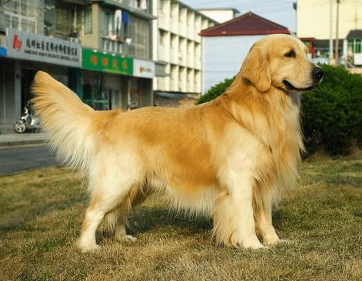 金毛正确喂养,金毛喂养的6大原则