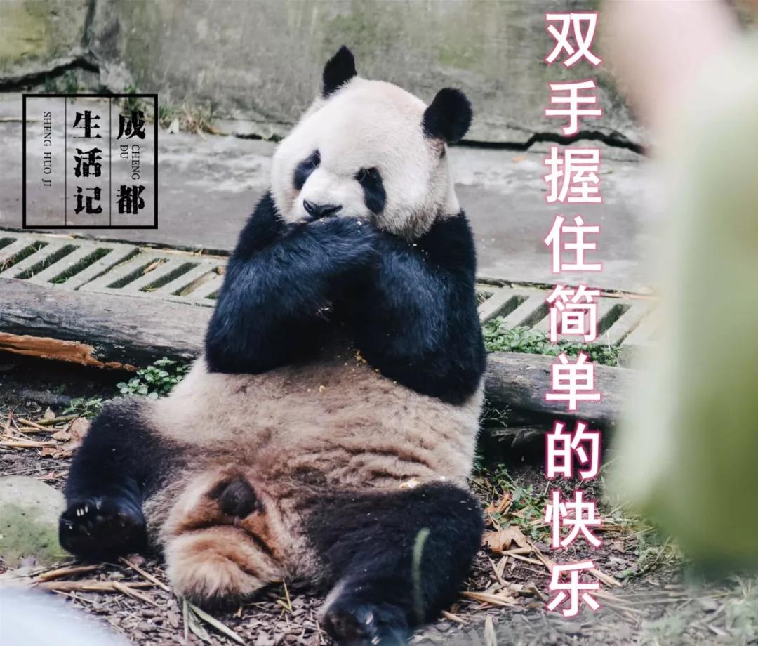 1h刹拢！想看大熊猫就去这3个地方，人少像包场，散养小熊猫