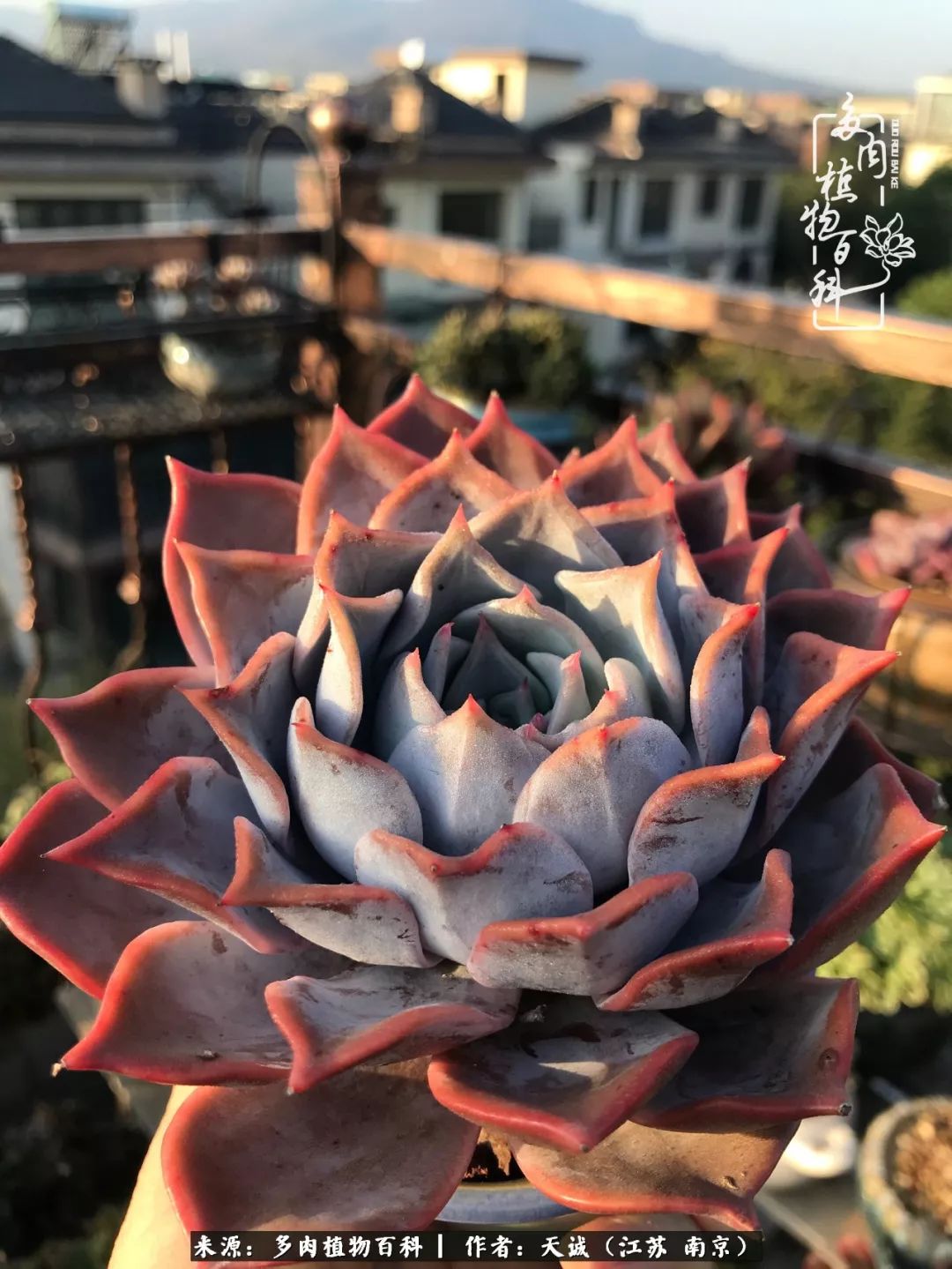 鍙拱瀵圭殑涓嶄拱璐电殑灏忔牱,鍙拱瀵圭殑涓嶄拱璐电殑鍥剧墖灞曠ず