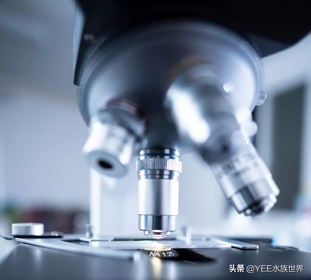 硝化细菌正确使用方法直播,硝化细菌正确使用方法加哪里