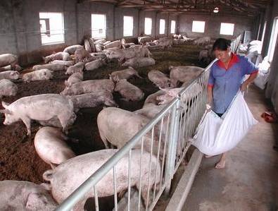 养猪老兽医的经验总结,数十年老猪倌养猪经验值得收藏