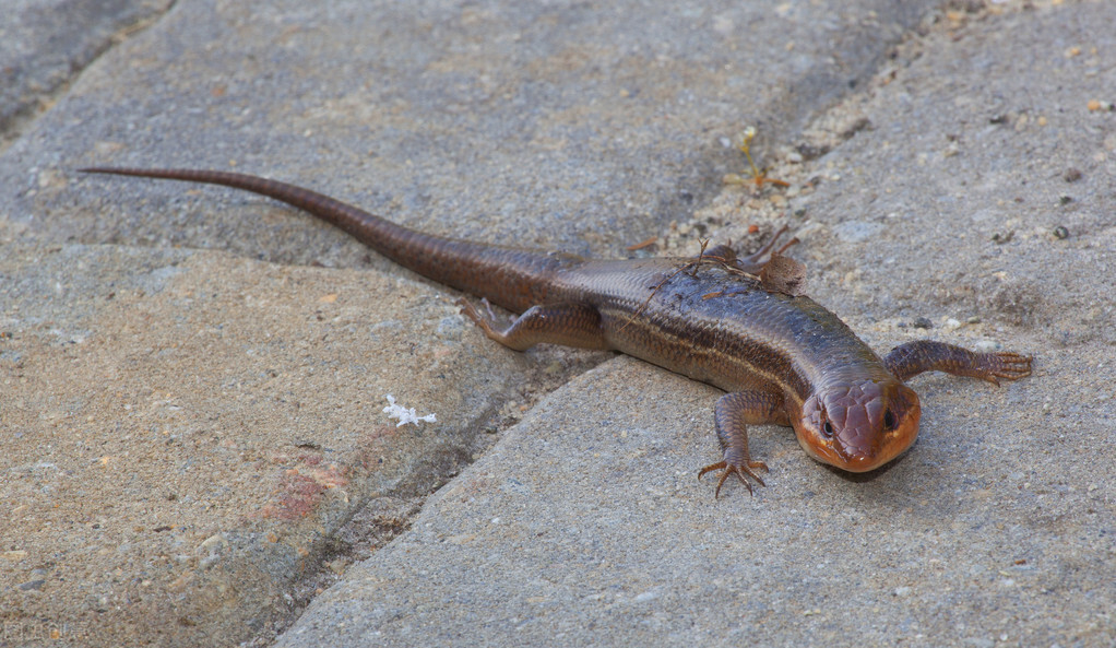 俗称臭大姐的虫子是益虫还是害虫,狗婆蛇是保护动物吗