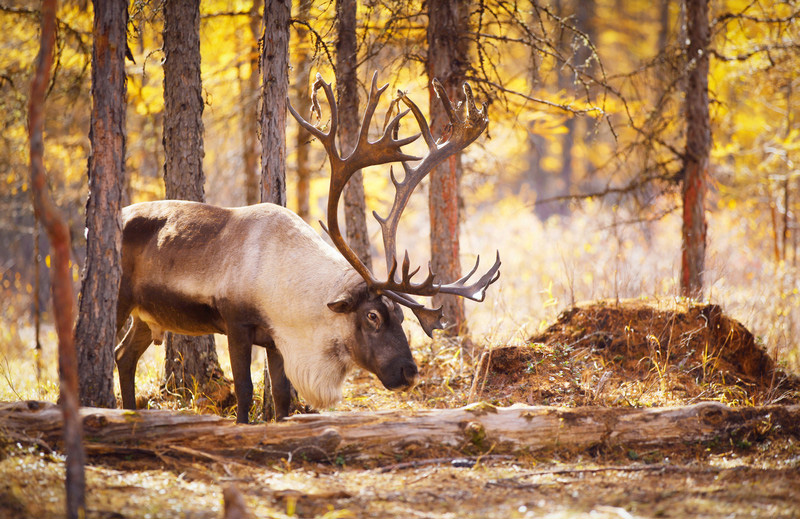 额尔古纳河右岸深层解读,额尔古纳河深度解析