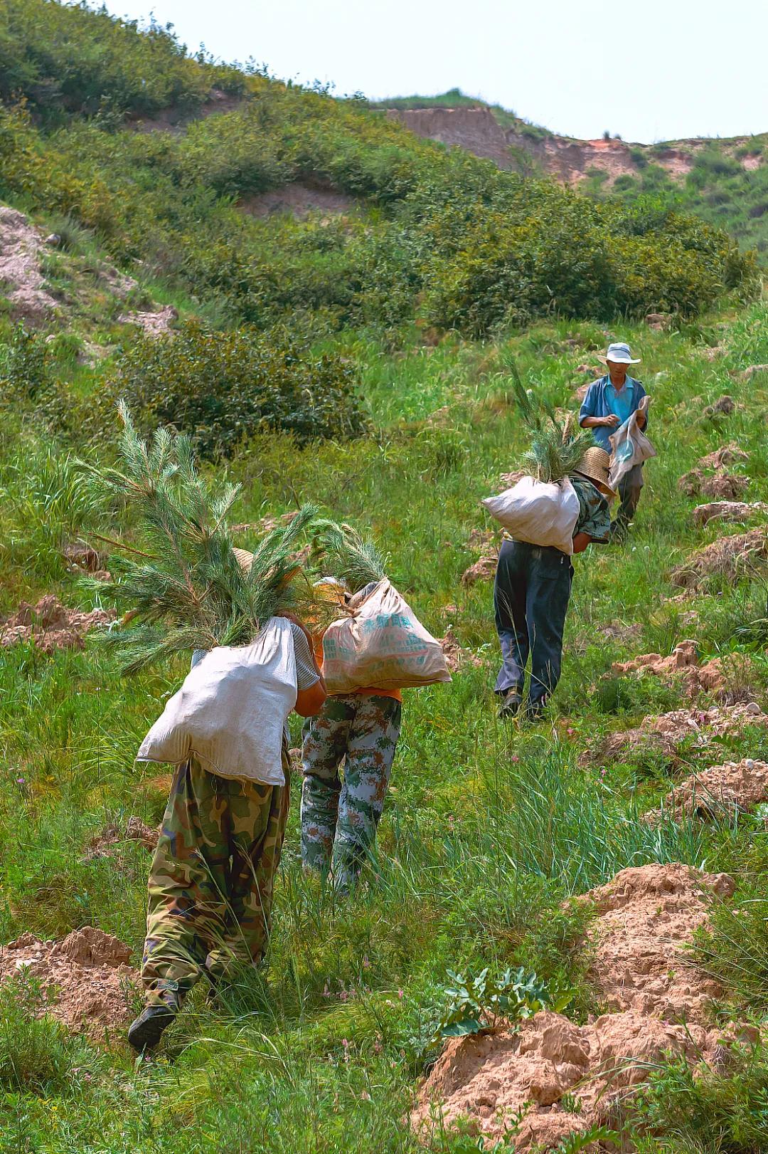 中国植树造林面积,中国植树造林成果国外有什么看法