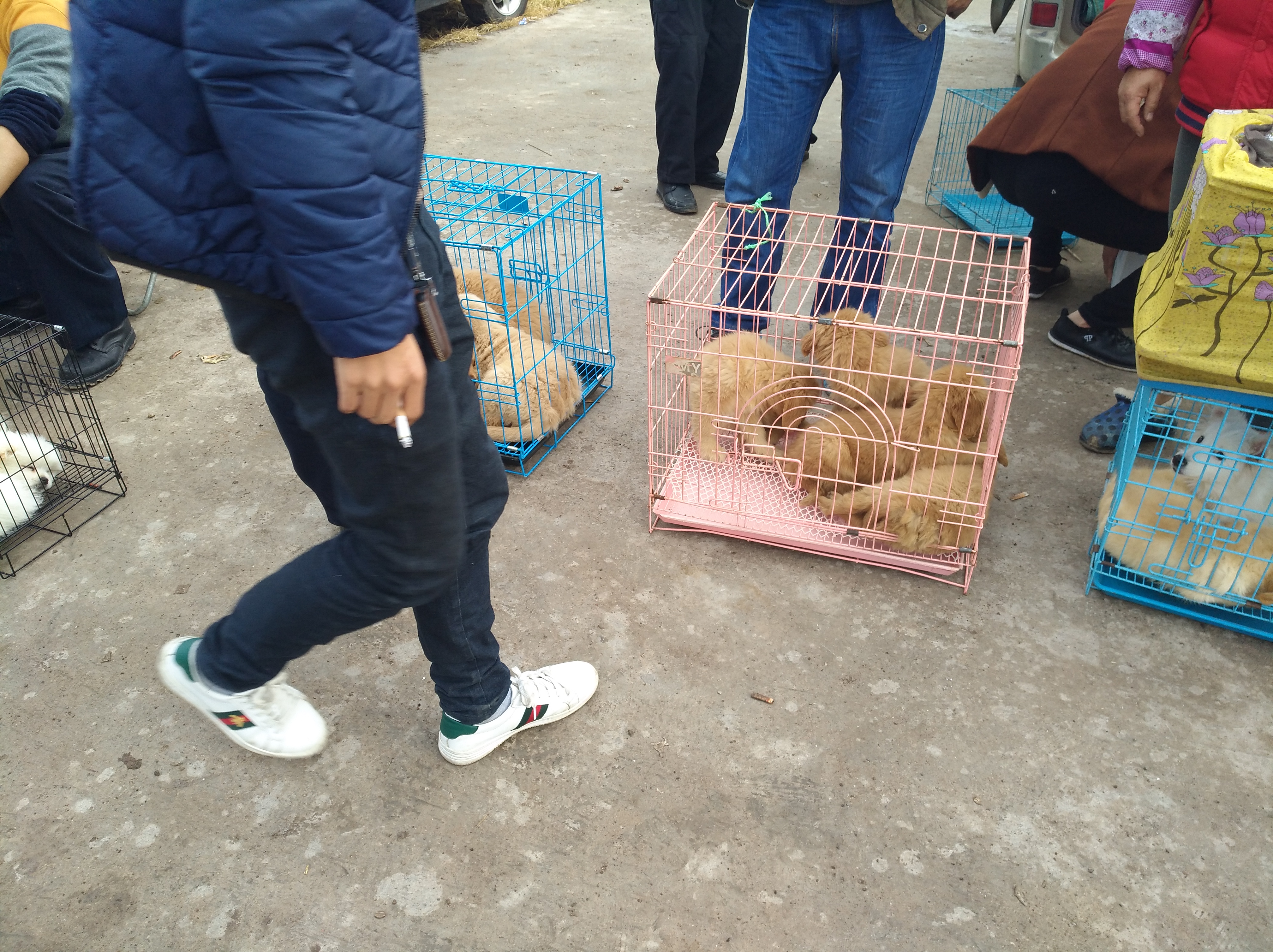 狗市场幼犬出售银川,集市卖金毛幼犬