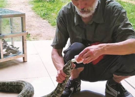 蛇中大熊猫价值,中国蛇中大熊猫