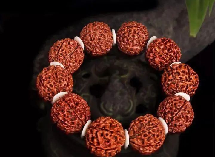 七瓣金刚菩提与落地红区别,金刚菩提红了但不透