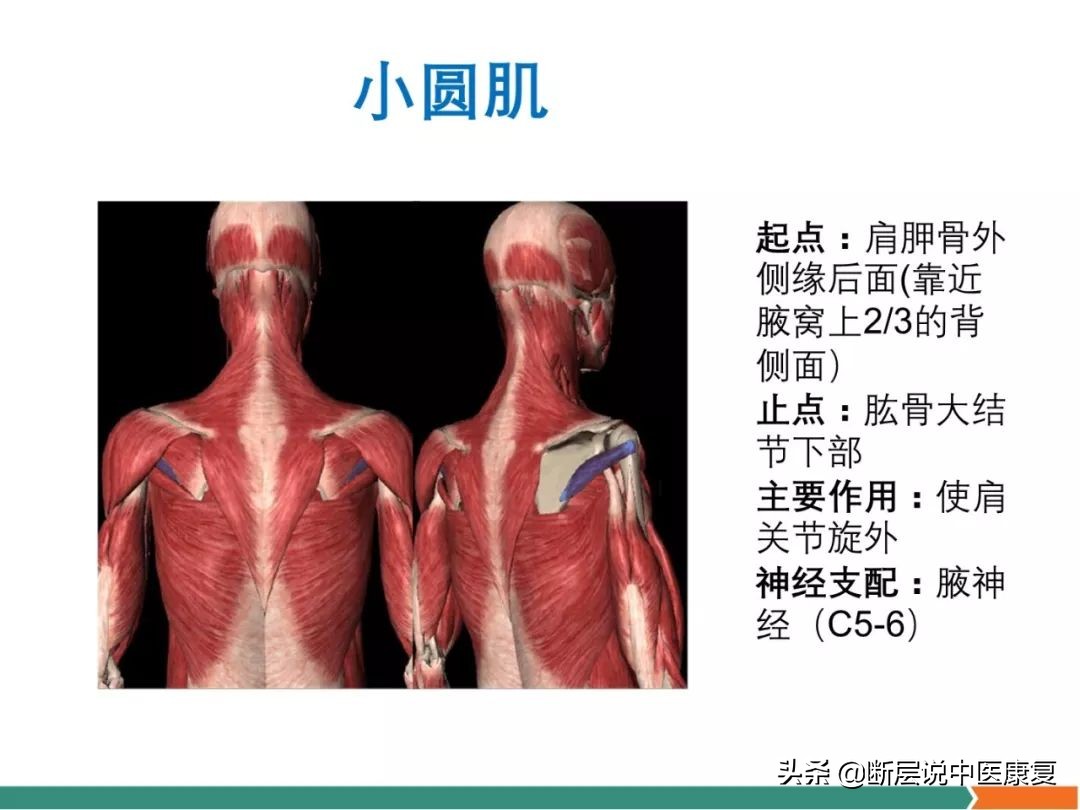 肩部肌肉解剖图详细图,肩部的16块肌肉分布图