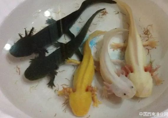 六角龙鱼相似的鱼,奇特花纹观赏鱼图片