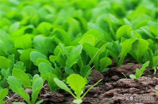 莴苣怎么采种子,莴苣种植的正确方法