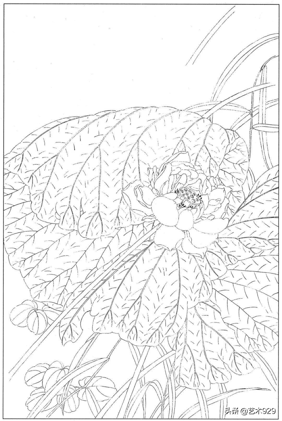 余稚荷花蜻蜓图高清白描底稿,白描荷花勾线方法讲解视频
