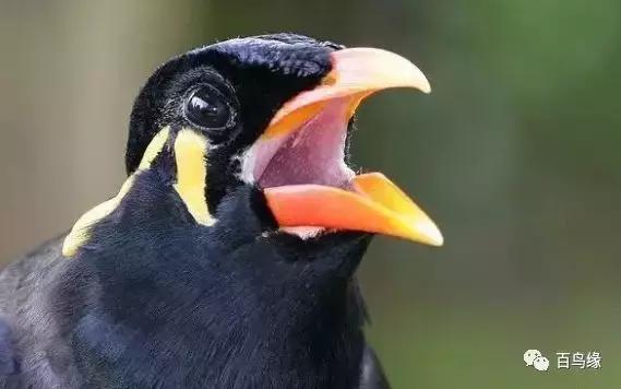 训练鹩哥鸟教程,训练鹩哥古诗