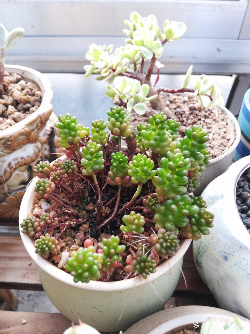 这才是多肉夏天该有的样子,多肉短期内颜值最高的时刻