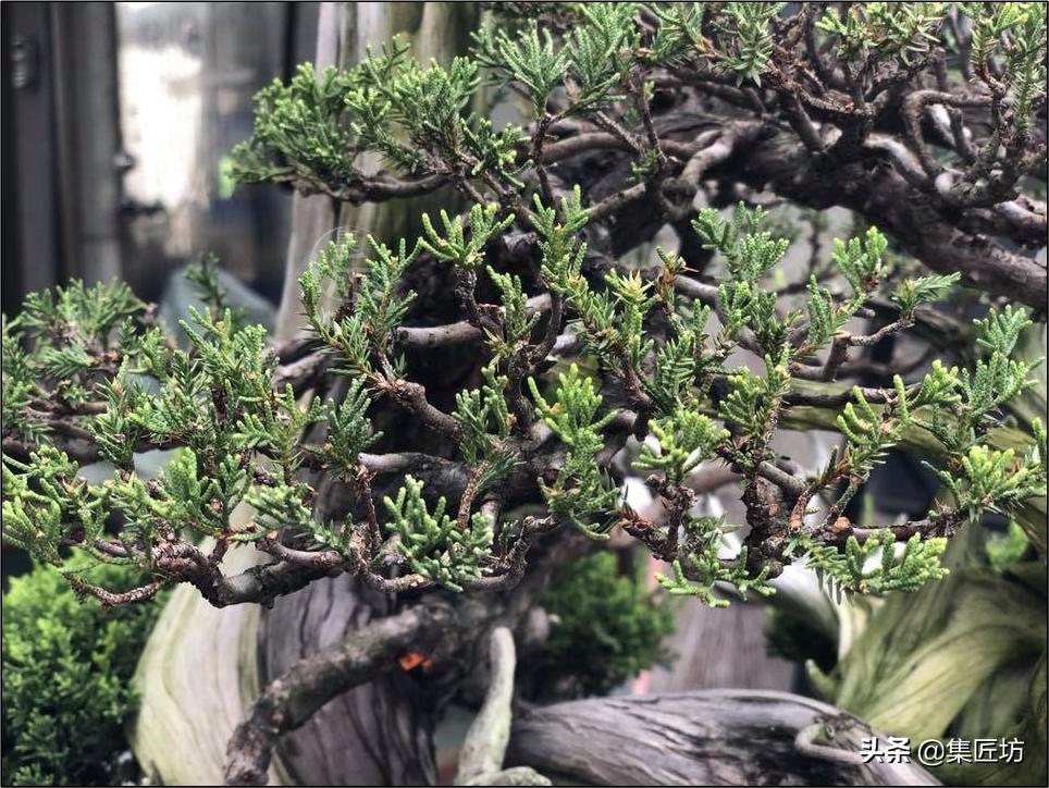 真柏大飘枝式盆景制作,真柏盆景上盆制作视频