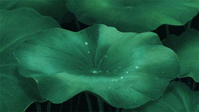 荷花的10种做法,荷花的吃法视频