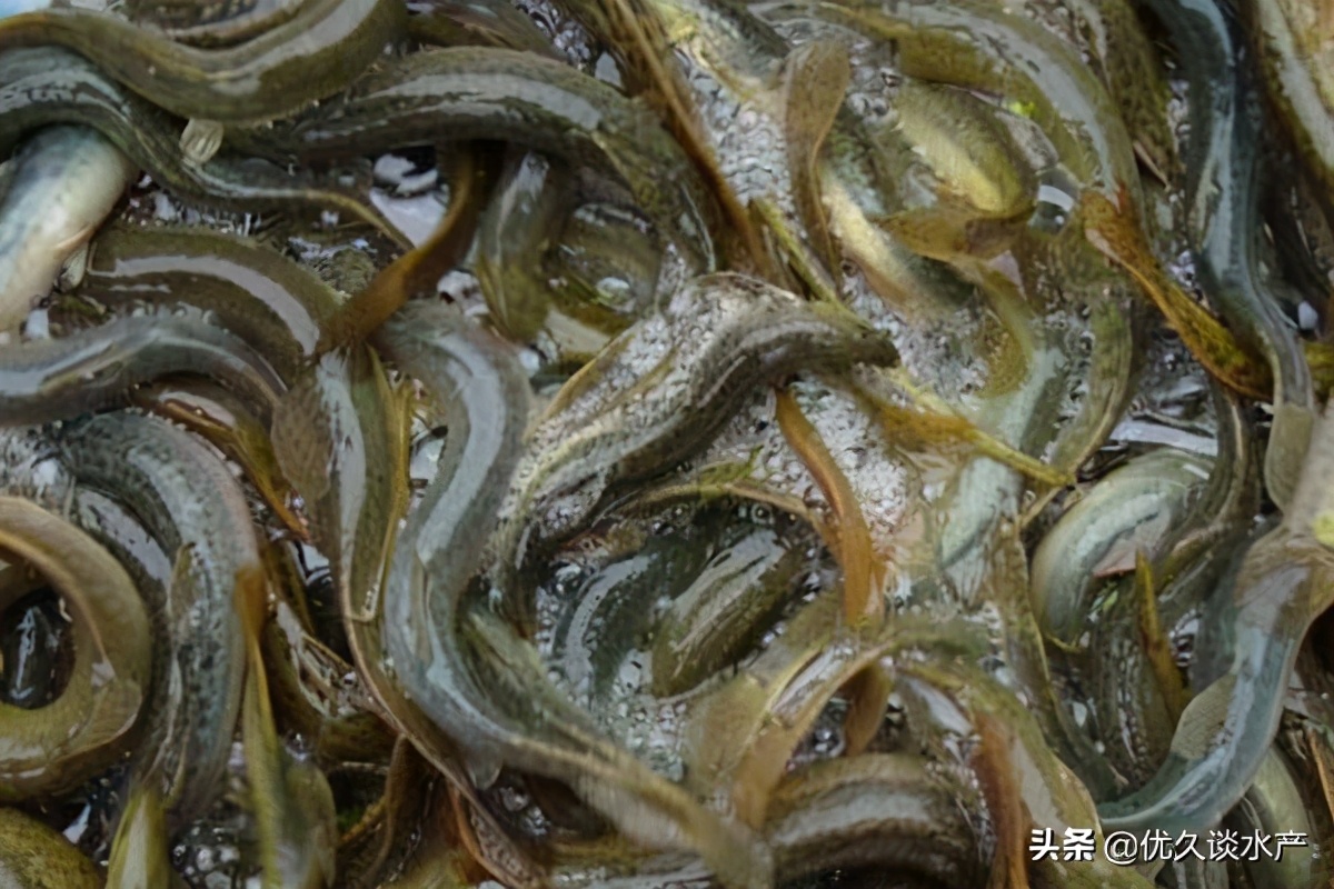 北方适合养殖什么水产品种,没有养殖经验的适合养殖什么水产