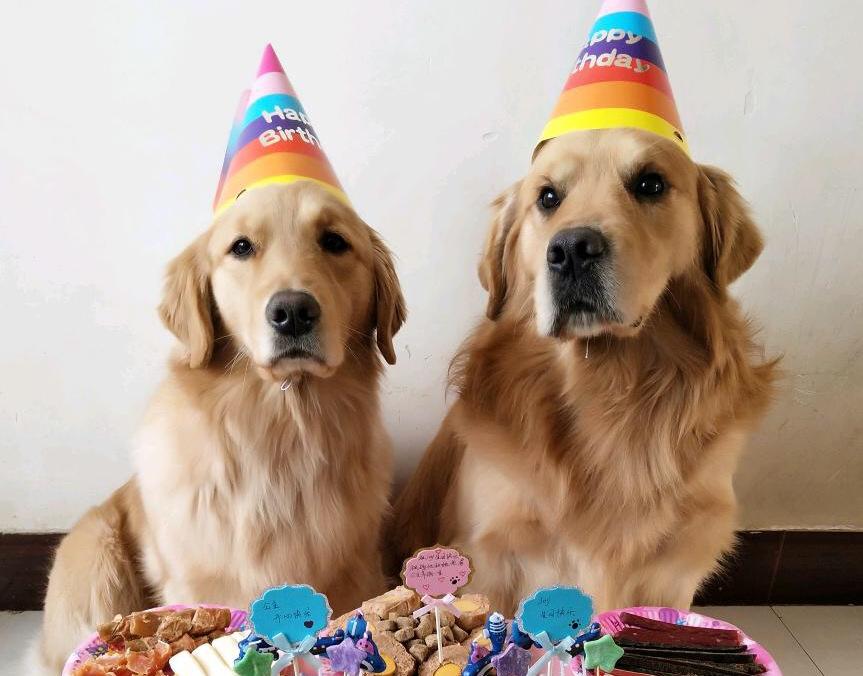 狗狗更爱主人还是幼崽,小狗狗知道主人爱它吗