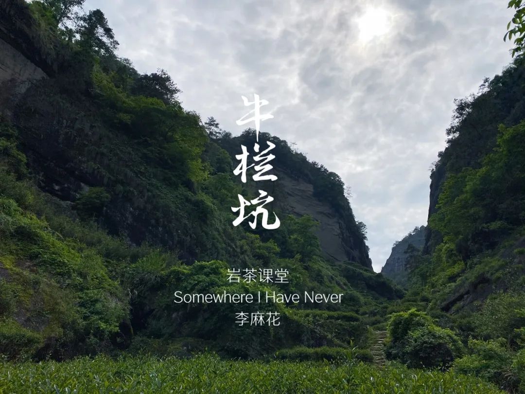 牛栏坑肉桂高档,牛栏坑肉桂盒装价格