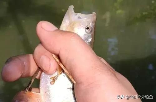 钓马口鱼的最佳方法路亚,路亚溪流钓马口鱼的最佳方法