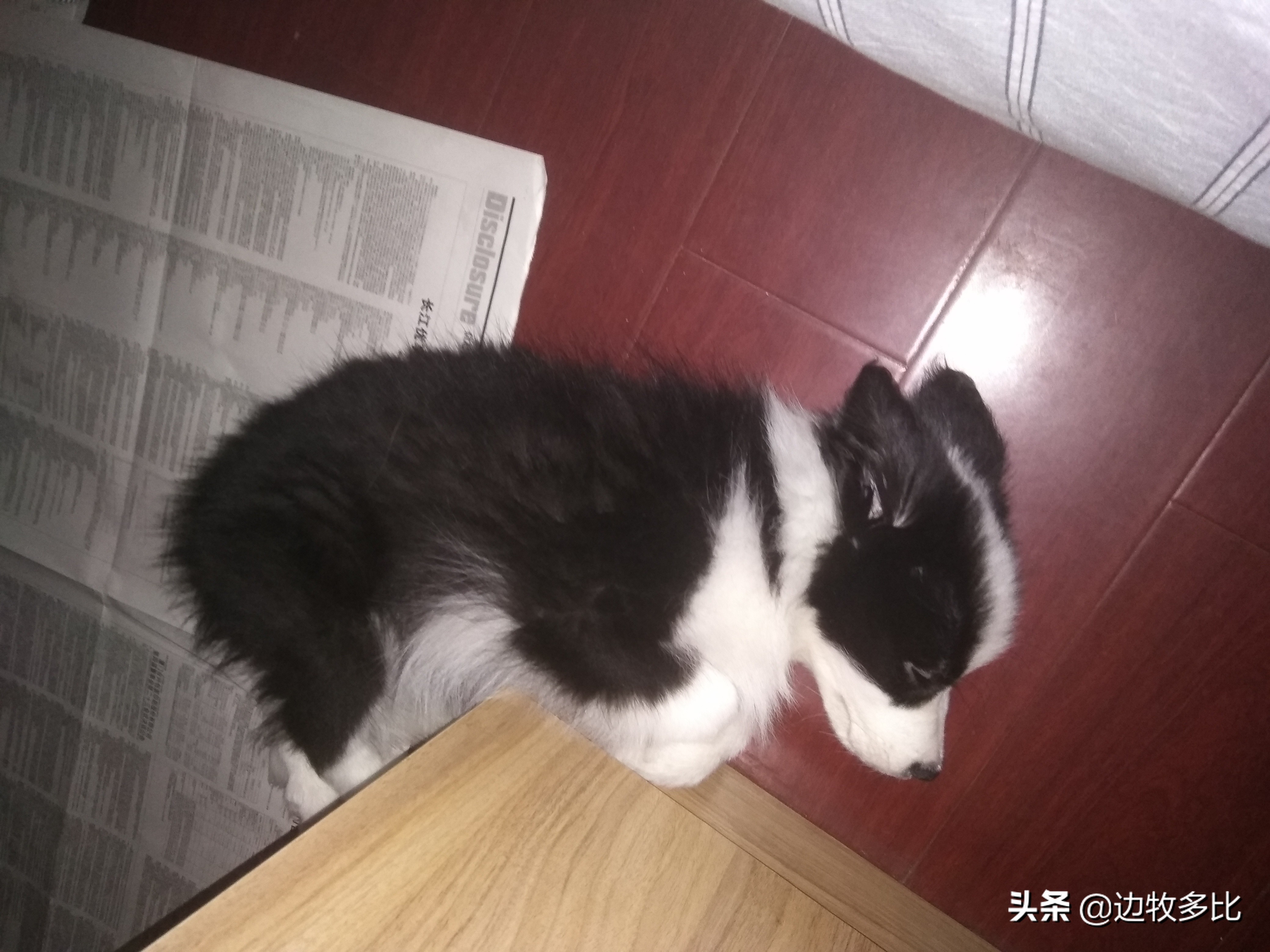 散养边牧乱拉大小便怎么教,小边牧在家大小便怎么办