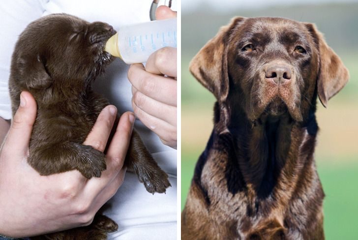 比特犬5种体型分析图,比特犬赛级成犬图片