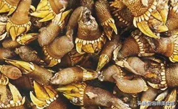 好吃又便宜的奇特海鲜,有一种很古怪的海鲜
