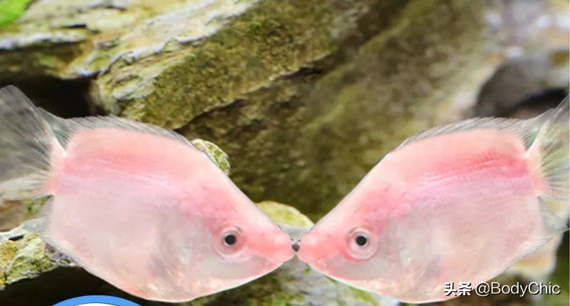 要过年了，晒晒自己在淘宝买的无用品！