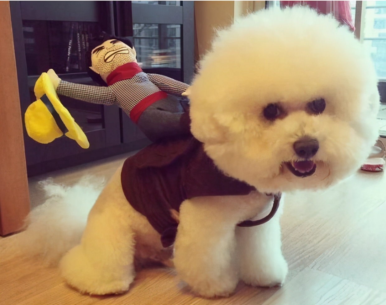 比熊犬小时候毛不卷还发黄,比熊幼犬部分毛色发黄怎么回事