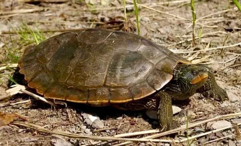 地图龟6-7厘米是成年龟吗,地图龟12cm成年了么