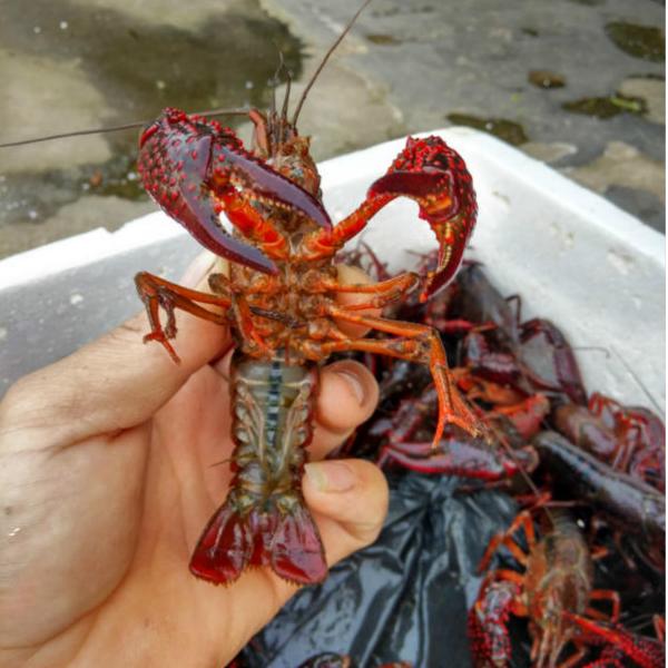 卖小龙虾发财,卖熟的小龙虾挣钱吗