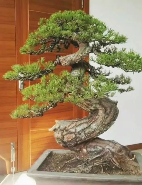 黑松盆景怎么养护和管理 (夏天如何给黑松叶片补水)