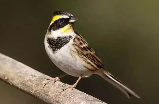 黄喉鹀极品的叫声,灰喉鹀的饲养诀窍