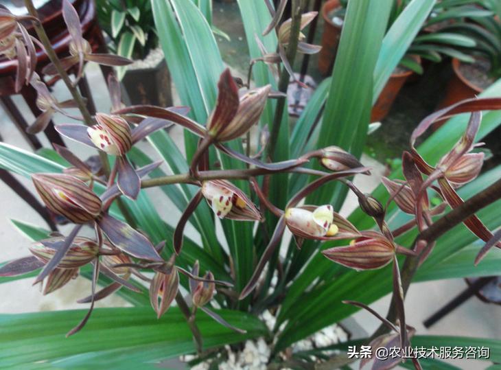 广西名贵兰花品种,莲瓣兰花名贵品种