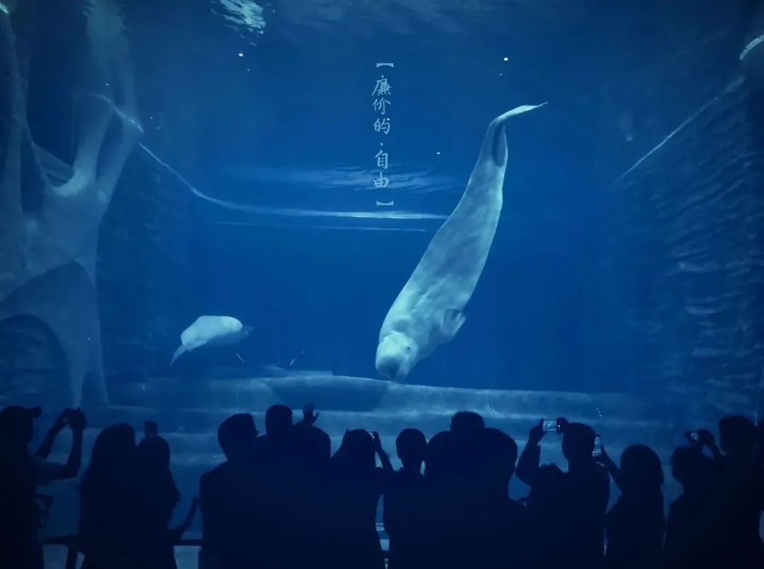 大家用手机拍出过什么好看的照片,赞别人的照片拍摄得好的句子