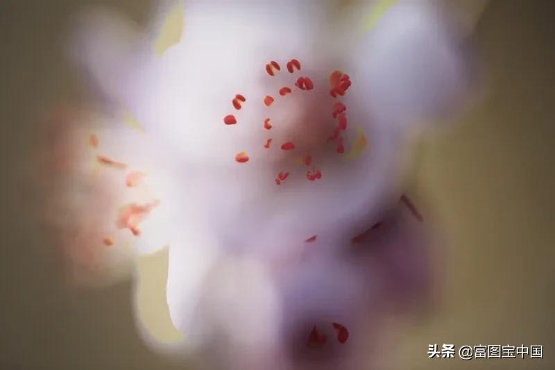 桃花怎么拍才好看,桃花怎么拍摄才能出新意