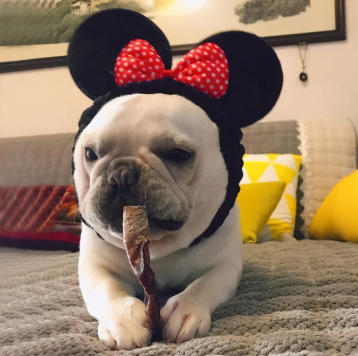 午睡梦到小猫,睡午觉梦到喜欢的人