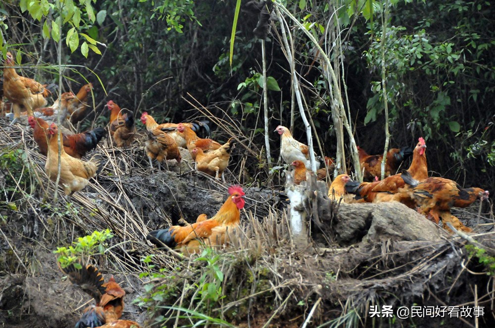 民间故事黄鼠狼修仙,故事黄鼠狼借命