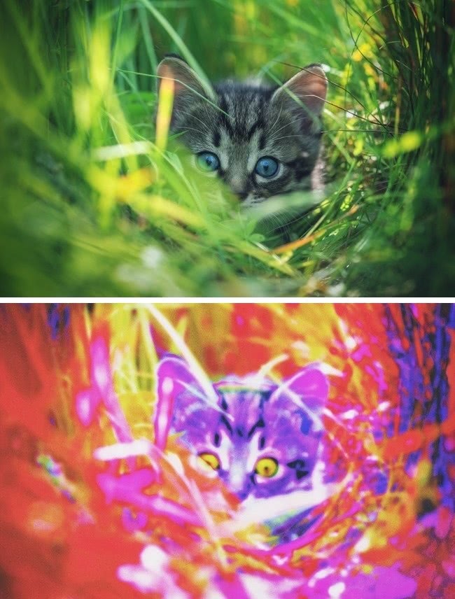 动物世界视力最好的动物,动物界中哪种动物视力最好