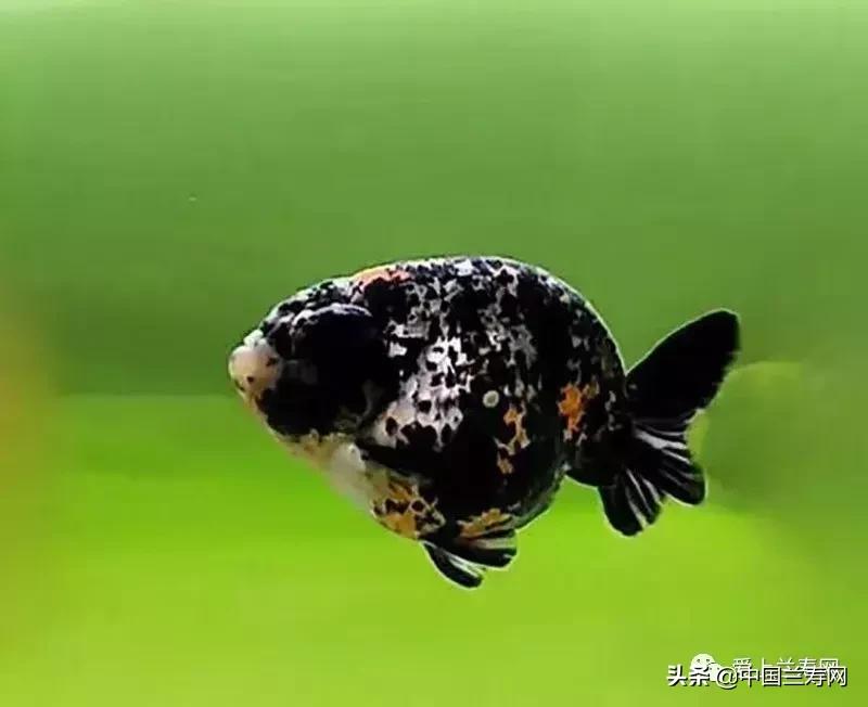 兰寿金鱼鲨鱼鳍品种图片大全,金鱼泰狮与兰寿是一个品种吗