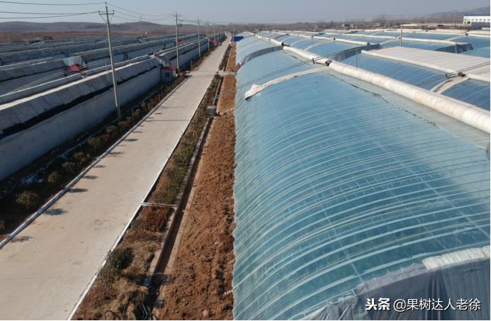 大棚桃树花期可以抹芽,大棚桃种植前景